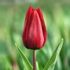 Tulpė ‘Strong Love’, 15 vnt.