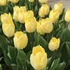 Tulpė 'Sunny Prince' , 5 vnt.