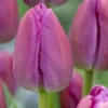 Tulpė ‘Violetinė Pride’, 15 vnt.