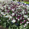 Tulpė 'Violetinė Prince', 100 vnt.