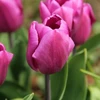 Tulpė 'Violetinė Prince', 100 vnt.