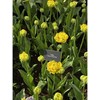Tulpių svogūnėliai 'Yellow Pomponette', 5 vnt.