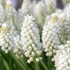 Žydrė aucheri 'White magic' 100 vnt.