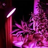 Fito LED augalų lemputė E27 8W 14umol/s 1200K kampas<360*, VIDEX VLE-A60FF-08271 | A60, Bicolor – Specialus spektras kambariniams augalams ir daigams