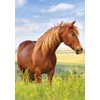 A/4 dydžio elastinis aplankas „Horses Field“