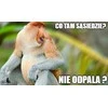 GM kaukė "lenkiška nosis"