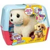 Little Live Pets Ouchies – šuniukas Cooper 26679