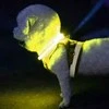 Reguliuojama LED šviesa su apykakle