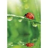 Segtuvas „Colored Ladybug Nature“ A/4 elastinė juostelė