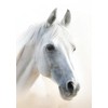 Segtuvas „Horses Mystic“ A4 formato elastinė juostelė