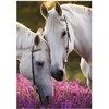 Segtuvas „Horses Whispers“ A/4 elastinė juostelė