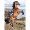 Segtuvas „Horses Wild Spirit“ A/4 elastinė juostelė