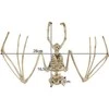 Šikšnosparnio skeletas - dekoracija 30 cm Malatec