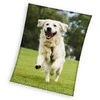 MCU Hund Coral Fleece tæppe - 150 x 200 cm