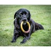 Nylabone Extreme Ring Chew L – Patvarus sūrio ir šoninės skonio kramtomasis žaislas, didelis dydis