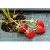 Piktžolių plėvelė 70 g/m², 1.6 m x 50 m, 50 smeigtukų, agroplėvelė, daržo danga, sodo plėvelė, žemės danga