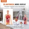 Žmogaus anatomijos modelių rinkinys: skeletas, torso, širdis, smegenys. 3D mokymo priemonės, edukacinis rinkinys, anatominiai modeliai.