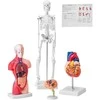 Žmogaus anatomijos modelių rinkinys: skeletas, torso, širdis, smegenys. 3D mokymo priemonės, edukacinis rinkinys, anatominiai modeliai.