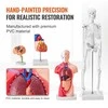 Žmogaus anatomijos modelių rinkinys: skeletas, torso, širdis, smegenys. 3D mokymo priemonės, edukacinis rinkinys, anatominiai modeliai.