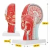 4Fizjo Žmogaus galvos anatominis modelis, natūralaus dydžio skerspjūvis, mokomoji priemonė anatomijos studijoms