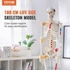 Žmogaus skeleto modelis anatomijai, 71,65 colio dydžio, tikslus PVC anatomijos skeleto modelis su raiščiais, judinamos rankos, kojos ir žandikaulis, su raumenų kilmės ir prisitvirtinimo taškais, skirtas profesionaliam mokymui