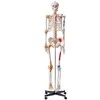 Žmogaus skeleto modelis anatomijai, 71,65 colio dydžio, tikslus PVC anatomijos skeleto modelis su raiščiais, judinamos rankos, kojos ir žandikaulis, su raumenų kilmės ir prisitvirtinimo taškais, skirtas profesionaliam mokymui