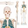 4Fizjo Žmogaus skeleto modelis, anatominis skeletas su nervais, 85 cm edukacinis skeletas anatomijos studijoms, medicinos mokymo priemonė