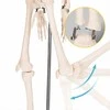 4Fizjo Žmogaus skeleto modelis, anatominis skeletas su nervais, 85 cm edukacinis skeletas anatomijos studijoms, medicinos mokymo priemonė
