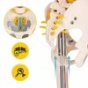 4Fizjo Žmogaus skeleto modelis, anatominis skeletas su nervais, 85 cm edukacinis skeletas anatomijos studijoms, medicinos mokymo priemonė
