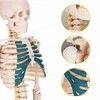 4Fizjo Žmogaus skeleto modelis, anatominis skeletas su nervais, 85 cm edukacinis skeletas anatomijos studijoms, medicinos mokymo priemonė