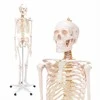 4Fizjo Žmogaus skeleto modelis, natūralaus dydžio anatomijos skeletas, 180 cm edukacinis skeletas, realistiškas žmogaus skeletas anatomijos studijoms