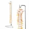 4Fizjo Žmogaus stuburo modelis, natūralaus dydžio anatominis stuburas, mokomasis skeletas anatomijos studijoms, medicinos mokymo priemonė