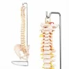 4Fizjo Žmogaus stuburo modelis su dubeniu, anatominis skeletas studijoms, natūralaus dydžio stuburo kolona medicininiam mokymui