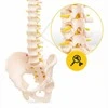 4Fizjo Žmogaus stuburo modelis su dubeniu, anatominis skeletas studijoms, natūralaus dydžio stuburo kolona medicininiam mokymui