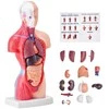 Žmogaus torso anatomijos modelis, 15 dalių, 28 cm, nuimami organai, mokymo priemonė studentams, mokslui, mokyklai, anatomijos skeletas, edukacinis modelis