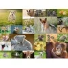 Ravensburger dėlionė, 200 detalių, gyvūnų jaunikliai