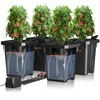 Spider Farmer DWC hidroponinės sistemos rinkinys su 27 l talpos vandens indu, 12 W oro pompa, 4 kibirai