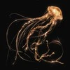 Royal Blood - Back To The Vanduo Below (vinilinė plokštelė, LP)