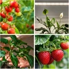 15W LED linijinis šviestuvas augalų auginimui GROWLY, baltas