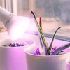 7W LED augalų auginimo lemputė PLANTY, E27, balta, 1200K