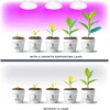 7W LED augalų auginimo lemputė PLANTY, E27, balta, 1200K