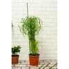 Kinzo Atraminės lazdos augalams 6 vnt 50–80 cm