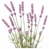AmeliaHome Dirbtinė gėlė Lavi, 18 cm, 10 vnt