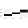 Dviratis CTM Rambler 4.0 29"