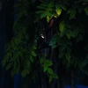 3W LED sieninis fasado šviestuvas KOALA, juodas, 3000K, IP65, 331355