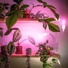 Stalo šviestuvas augalų auginimui PLANTY, E27, baltas
