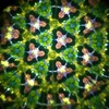 Svoora - Besisukantis kaleidoskopas - Miškas
