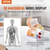 VEVOR Žmogaus ausies anatomijos modelis