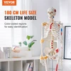 VEVOR Žmogaus skeletas anatomijai, natūralaus dydžio