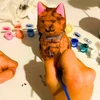 3D FIGŪRA KATĖS DAŽYTI LED LEMPAS VAIKAMS KŪRYBINGAM ŽAISLUI